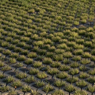 Зеленый город